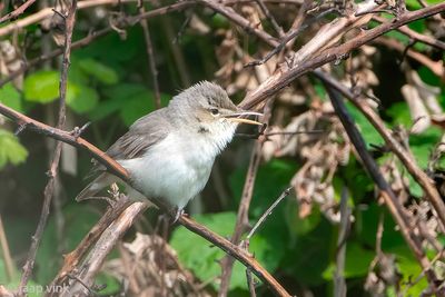 Eastern Olivaceous Warbler - Oostelijke Vale Spotvogel - Iduna pallida