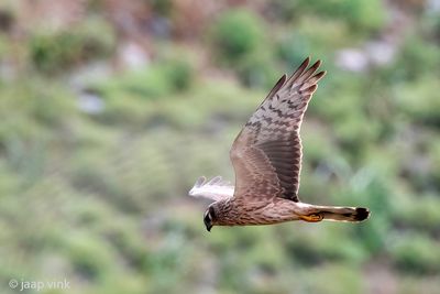 Montagu's Harrier - Grauwe Kiekendief - Circus pygargus