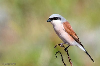 Red-backed Shrike - Grauwe Klauwier - Lanius collurio