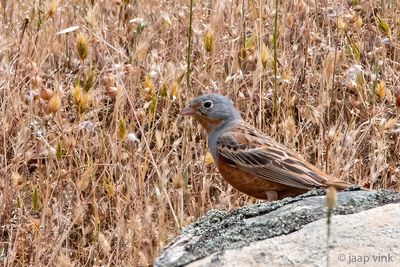 Cretzschmar's Bunting - Bruinkeelortolaan - Emberiza caesia
