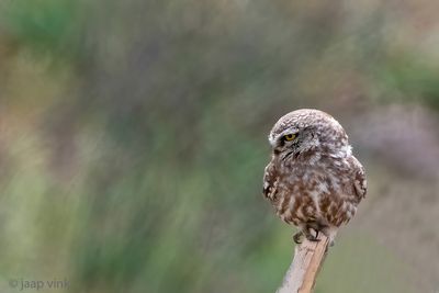Little Owl - Steenuil - Athene noctua