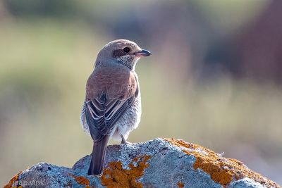 Red-backed Shrike - Grauwe Klauwier - Lanius collurio