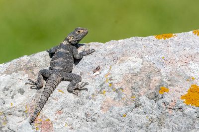 Rough-tailed Rock Agama - Hardoen - Stellagama stellio