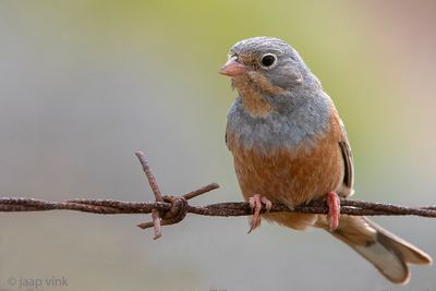Cretzschmar's Bunting - Bruinkeelortolaan - Emberiza caesia