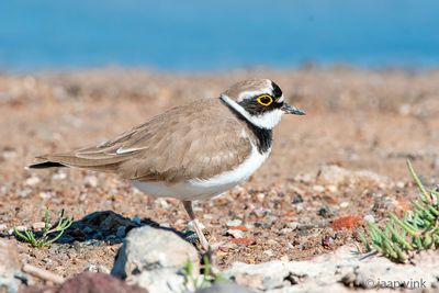 Little Ringed Plover - Kleine Plevier - Charadrius dubius