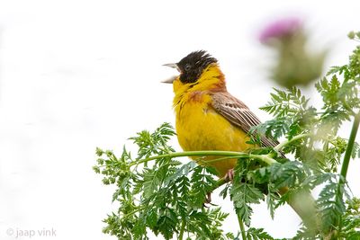 Black-headed Bunting - Zwartkopgors - Emberiza melanocephala
