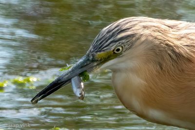 Squacco Heron - Ralreiger - Ardeola ralloides