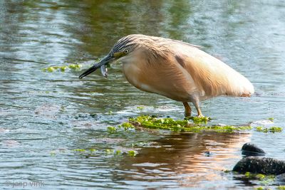 Squacco Heron - Ralreiger - Ardeola ralloides