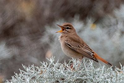 Rufous-tailed Scrub Robin - Rosse Waaierstaart - Cercotrichas galactotes