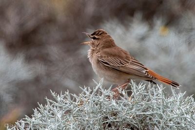 Rufous-tailed Scrub Robin - Rosse Waaierstaart - Cercotrichas galactotes