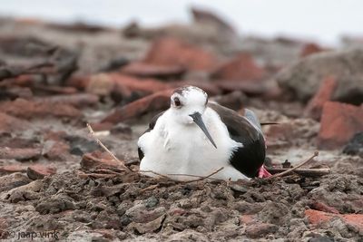 Black-winged Stilt - Steltkluut - Himantopus himantopus