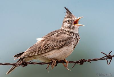 Crested Lark - Kuifleeuwerik - Galerida cristata