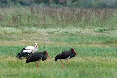 Black and White Storks - Zwarte en Witte Ooievaars