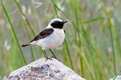 Eastern Black-eared Wheatear - Oostelijke Blonde Tapuit - Oenanthe melanoleuca