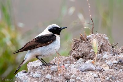 Eastern Black-eared Wheatear - Oostelijke Blonde Tapuit - Oenanthe melanoleuca