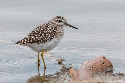 Wood Sandpiper - Bosruiter - Tringa glareola
