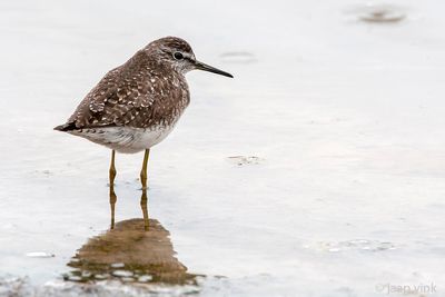 Wood Sandpiper - Bosruiter - Tringa glareola