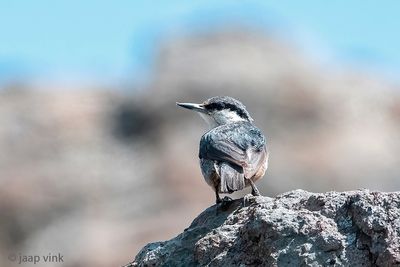 Rock Nuthatch - Rotsklever - Sitta neumayer
