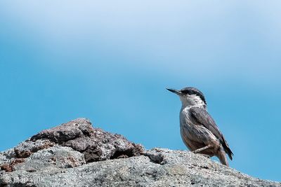Rock Nuthatch - Rotsklever - Sitta neumayer