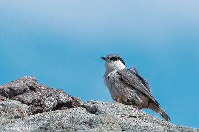 Rock Nuthatch - Rotsklever - Sitta neumayer