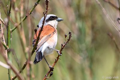 Red-backed Shrike - Grauwe Klauwier - Lanius collurio