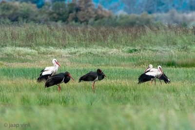 Black and White Storks - Zwarte en Witte Ooievaars