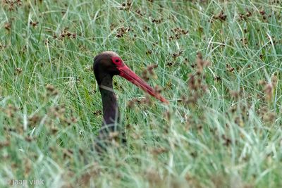 Black Stork - Zwarte Ooievaar - Ciconia nigra