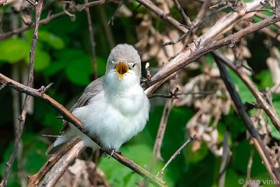Eastern Olivaceous Warbler - Oostelijke Vale Spotvogel - Iduna pallida