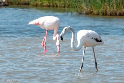 Greater Flamingo - Flamingo - Phoenicopterus roseus