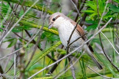 Red-backed Shrike - Grauwe Klauwier - Lanius collurio