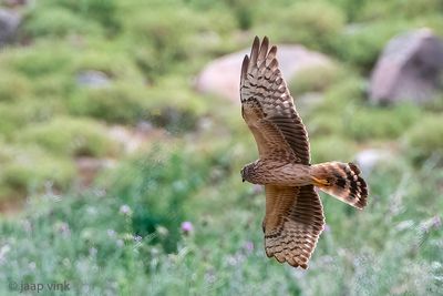 Montagu's Harrier - Grauwe Kiekendief - Circus pygargus