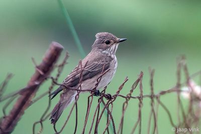 Spotted Flycatcher - Grauwe Vliegenvanger - Muscicapa striata