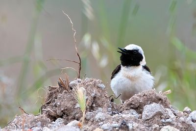 Eastern Black-eared Wheatear - Oostelijke Blonde Tapuit - Oenanthe melanoleuca