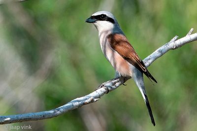 Red-backed Shrike - Grauwe Klauwier - Lanius collurio