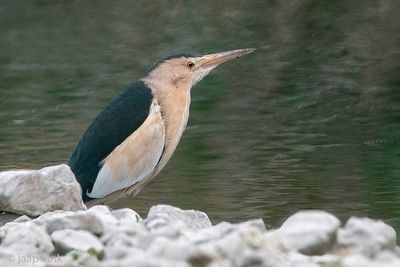 Little Bittern - Woudaap - Ixobrychus minutus