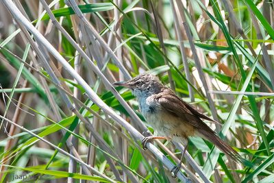Great Reed Warbler - Grote Karekiet - Acrocephalus arundinaceus