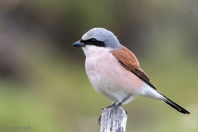 Red-backed Shrike - Grauwe Klauwier - Lanius collurio