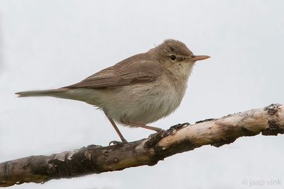 Eastern Olivaceous Warbler - Oostelijke Vale Spotvogel - Iduna pallida