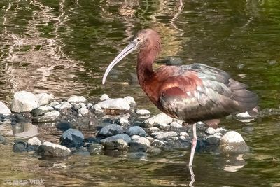 Glossy Ibis - Zwarte Ibis - Plegadis falcinellus