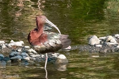 Glossy Ibis - Zwarte Ibis - Plegadis falcinellus
