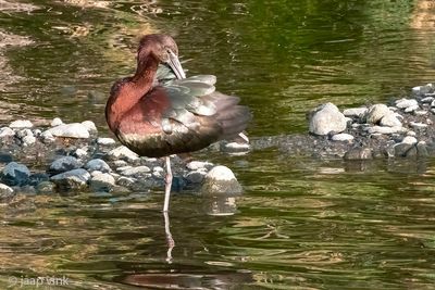 Glossy Ibis - Zwarte Ibis - Plegadis falcinellus