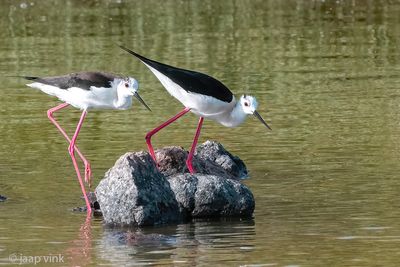Black-winged Stilt - Steltkluut - Himantopus himantopus