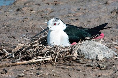 Black-winged Stilt - Steltkluut - Himantopus himantopus