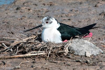 Black-winged Stilt - Steltkluut - Himantopus himantopus