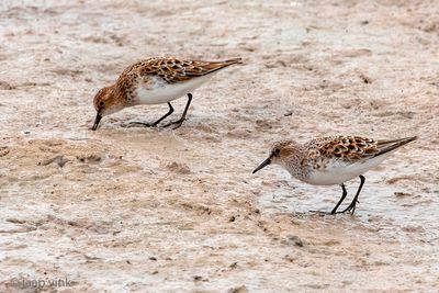 Little Stint - Kleine Strandloper - Calidris minuta