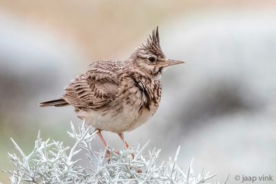 Crested Lark - Kuifleeuwerik - Galerida cristata