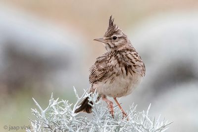 Crested Lark - Kuifleeuwerik - Galerida cristata