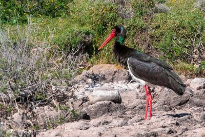 Black Stork - Zwarte Ooievaar - Ciconia nigra