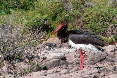 Black Stork - Zwarte Ooievaar - Ciconia nigra
