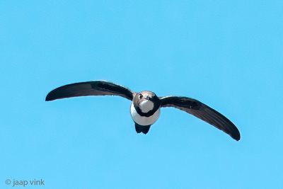 Alpine Swift - Alpengierzwaluw - Tachymarptis melba